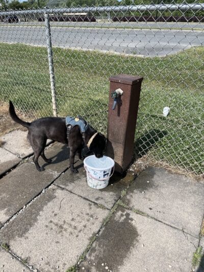 Shuffletown Dog Park - Charlotte, NC