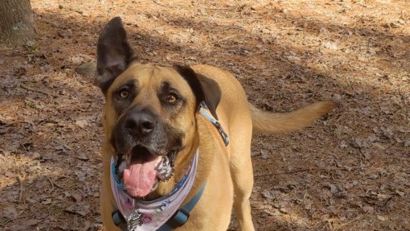 Shuffletown Dog Park - Charlotte, NC