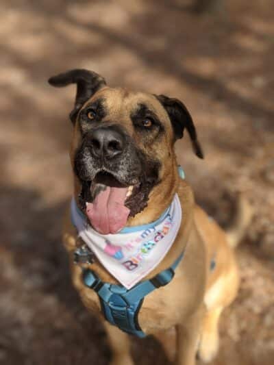 Shuffletown Dog Park - Charlotte, NC