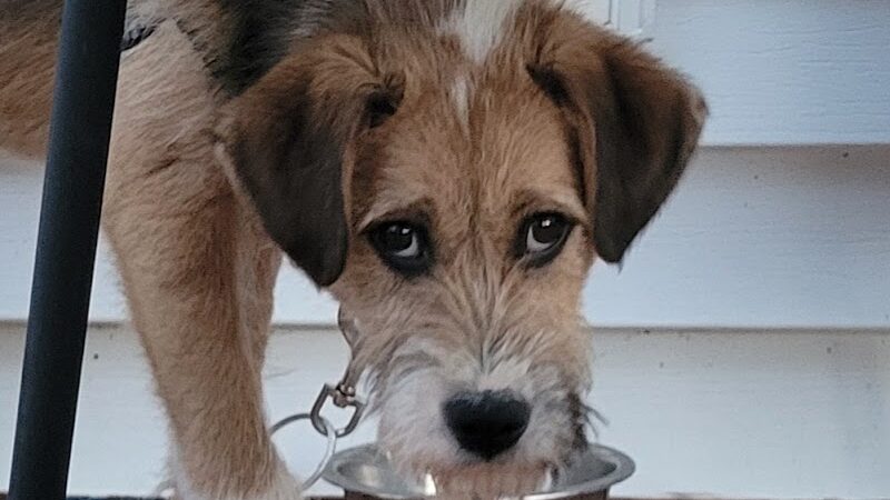 Athens County Dog Shelter - Chauncey, OH