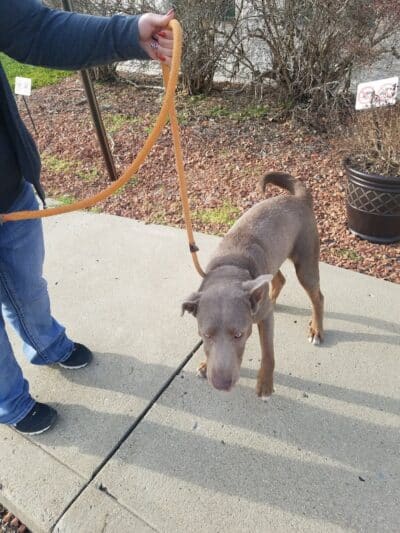 Athens County Dog Shelter - Chauncey, OH