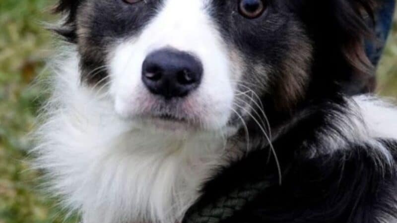 Athens County Dog Shelter - Chauncey, OH