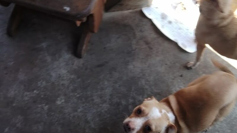 Athens County Dog Shelter - Chauncey, OH