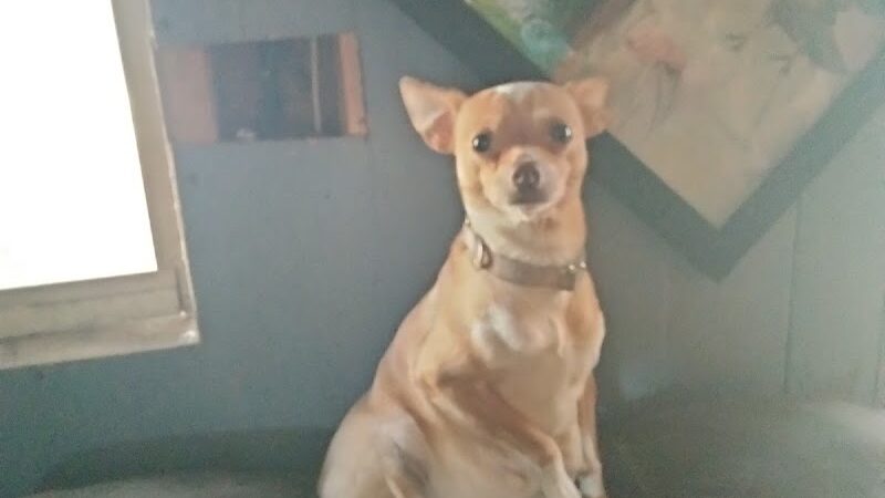 Athens County Dog Shelter - Chauncey, OH