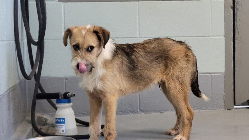 Athens County Dog Shelter - Chauncey, OH