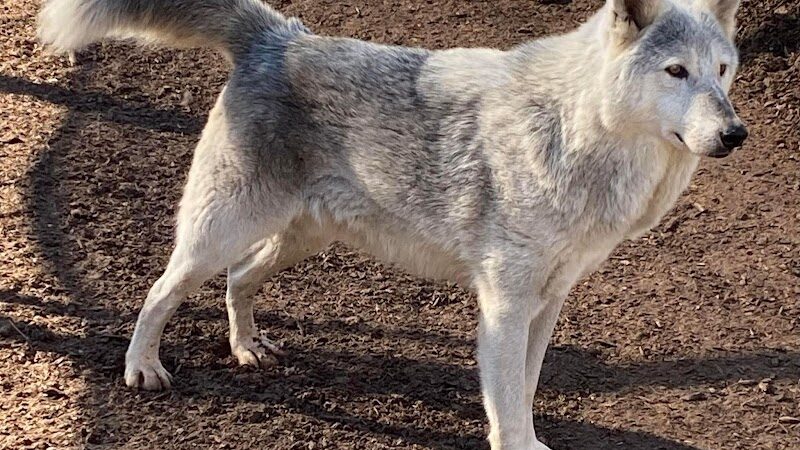 Southern Ohio Wolf Sanctuary - Chesapeake, OH