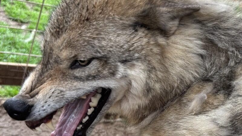Southern Ohio Wolf Sanctuary - Chesapeake, OH