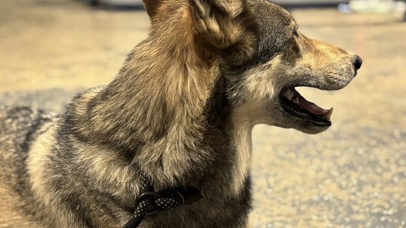 Southern Ohio Wolf Sanctuary - Chesapeake, OH