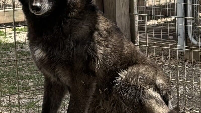Southern Ohio Wolf Sanctuary - Chesapeake, OH