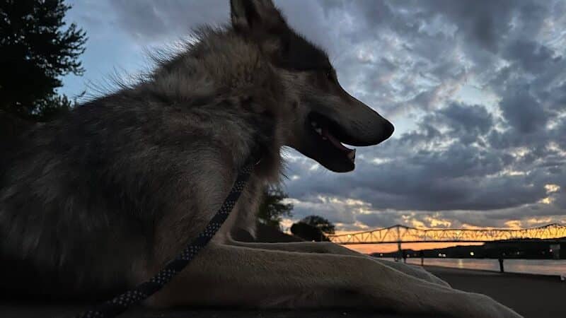 Southern Ohio Wolf Sanctuary - Chesapeake, OH