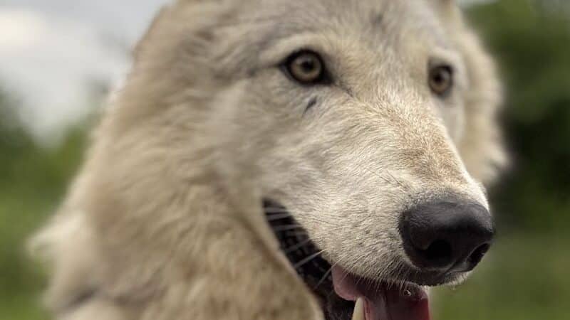 Southern Ohio Wolf Sanctuary - Chesapeake, OH