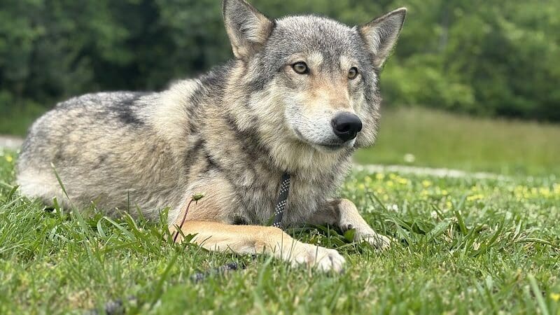 Southern Ohio Wolf Sanctuary - Chesapeake, OH