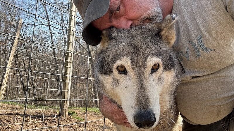 Southern Ohio Wolf Sanctuary - Chesapeake, OH