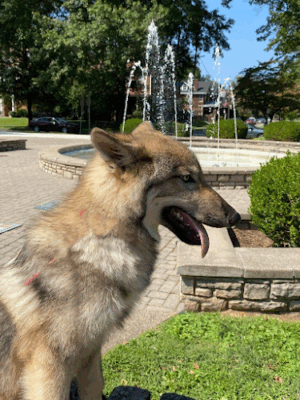 Southern Ohio Wolf Sanctuary