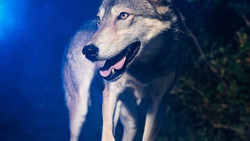 Southern Ohio Wolf Sanctuary - Chesapeake, OH
