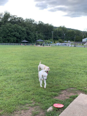 Cheshire Dog Park