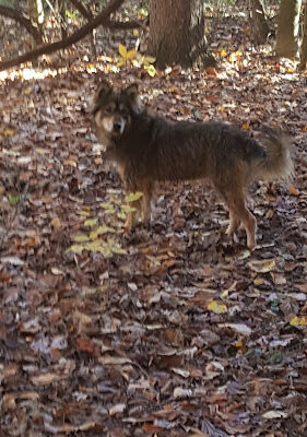 Sunnybrook Preserve