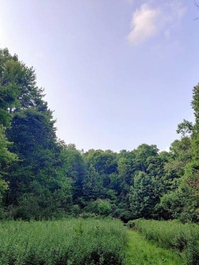 Sunnybrook Preserve - Chesterland, OH