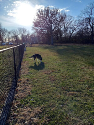 Walnut Dog Park