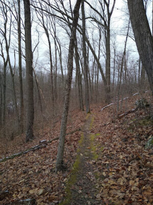 Tar Hollow State Park and Forest Logan Backpack Trail