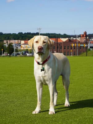 Dog Parks at Christiansburg Huckleberry Park
