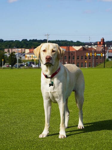 Dog Parks at Christiansburg Huckleberry Park