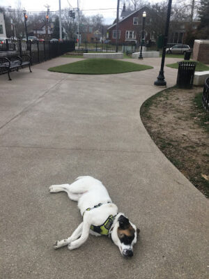 Westwood Dog Park