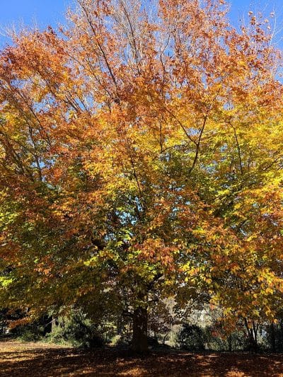 Annwood Park - Cincinnati, OH