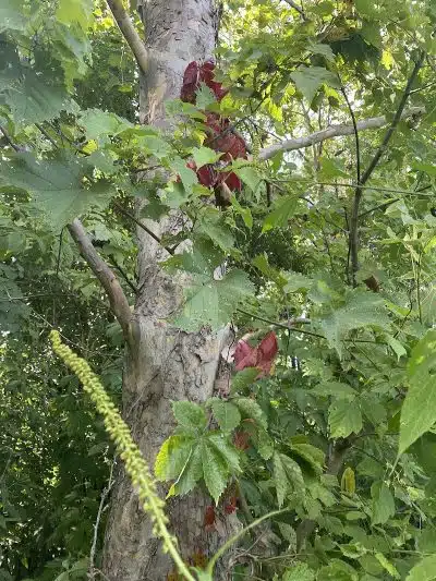 Armleder Loop Trailhead - Cincinnati, OH