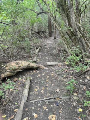 Ault Park Brook