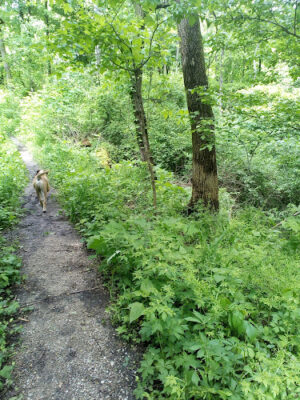 Avon Woods Nature Center