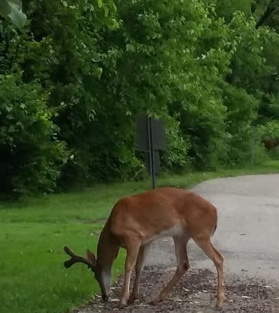 Avon Woods Nature Center - Cincinnati, OH