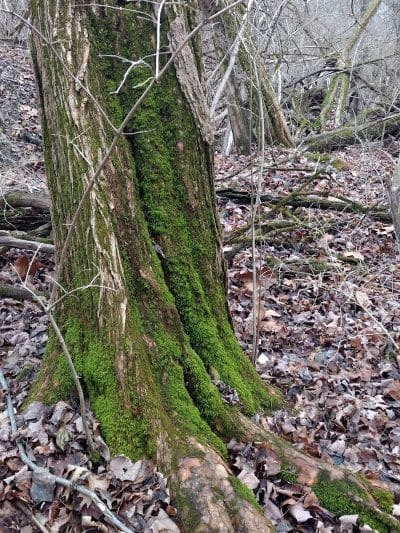 Badgley Run Park - Cincinnati, OH