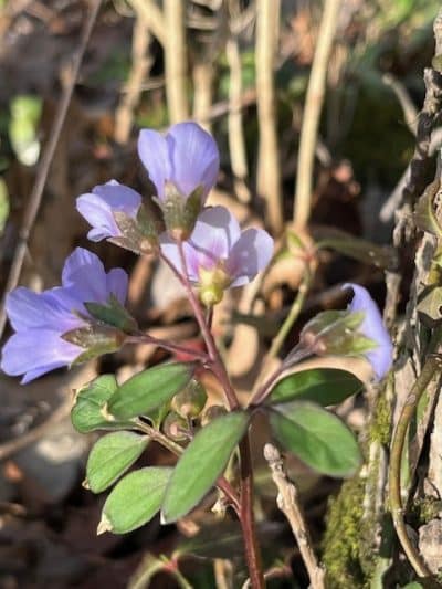 Bender Mountain Nature Preserve - Cincinnati, OH