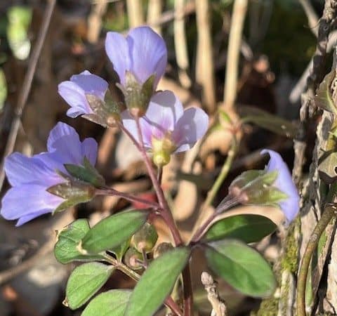 Bender Mountain Nature Preserve - Cincinnati, OH