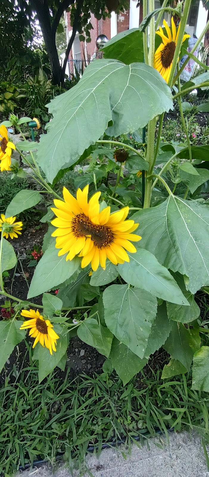 Bowdle Park - Cincinnati, OH