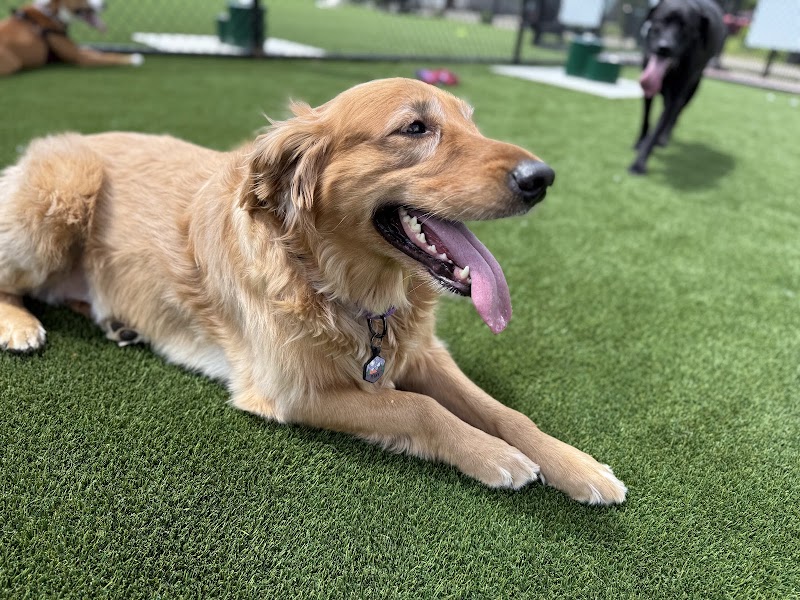 Brave Like Brayden Dog Park - Cincinnati, OH