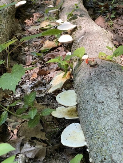 Caldwell Nature Center - Cincinnati, OH