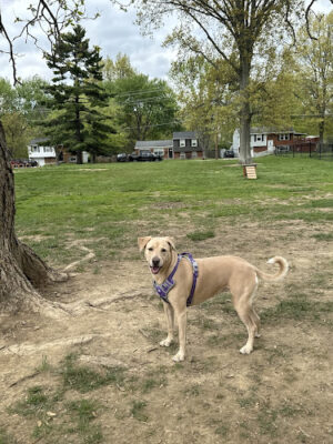 Clepper Dog Park