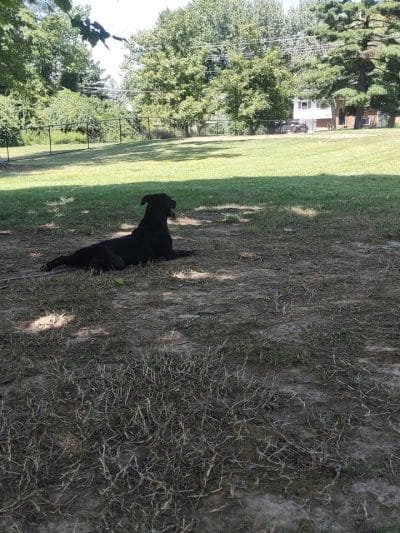 Clepper Dog Park - Cincinnati, OH