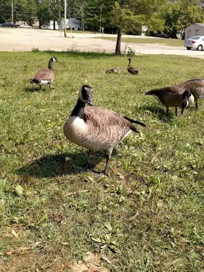 Delhi Park - Cincinnati, OH