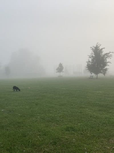 Diamond Dogs Dog Park - Cincinnati, OH