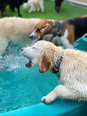Dogtown Anderson