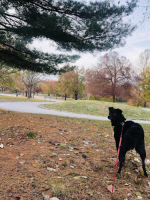 Embshoff Woods