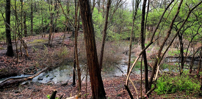 Forest Avenue Wetland Park - Cincinnati, OH