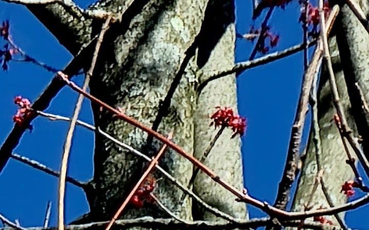Forest Avenue Wetland Park - Cincinnati, OH