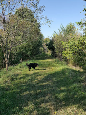 Forest Avenue Wetland Park