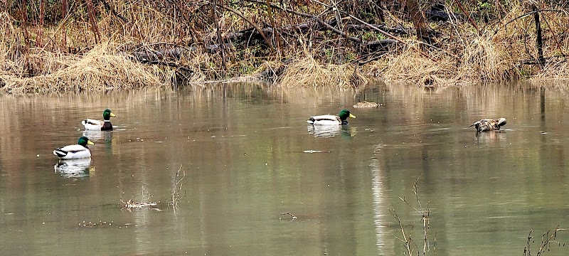 Forest Avenue Wetland Park - Cincinnati, OH