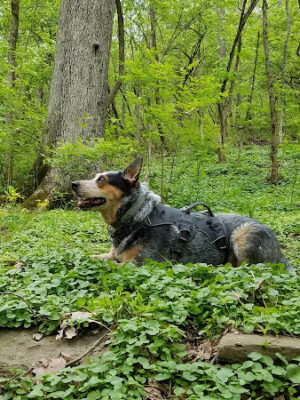 Fox Preserve