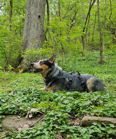 Fox Preserve